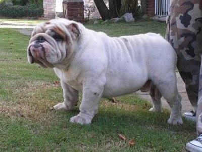 bulldog enfermo.jpg