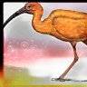 Ibis