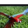 Guacamayo apretadissimo