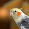 Cockatiel_1985