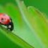 Ladybird