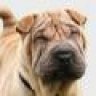 sharpei