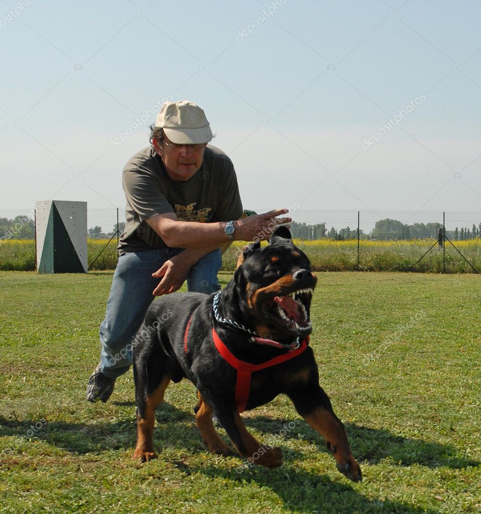 depositphotos_2095255-Attack-of-rottweiler.jpg