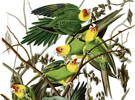 carolina_parakeet_audubon.jpg