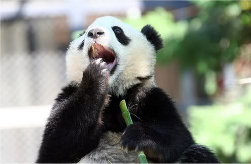 yawnpanda.jpg