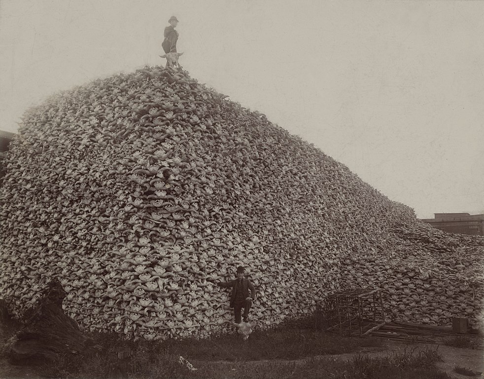 982px-Bison_skull_pile_edit.jpg