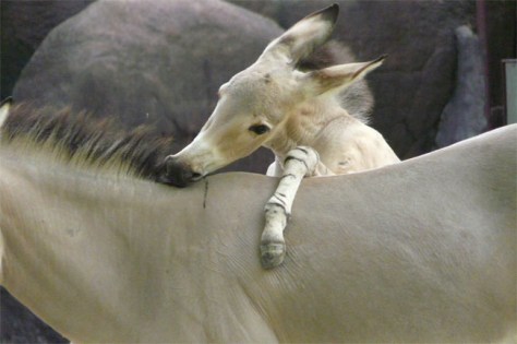 100728_donkey-baby.grid-6x2.jpg