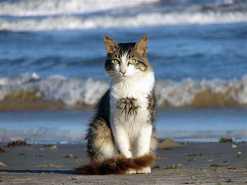 gatito-en-la-playa.jpg