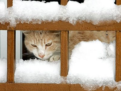 20110203221230-gato-nieve.jpg