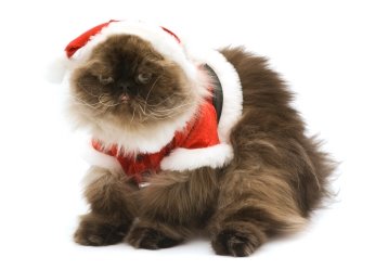 Crismast-cat10.jpg