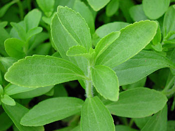 stevia.jpg