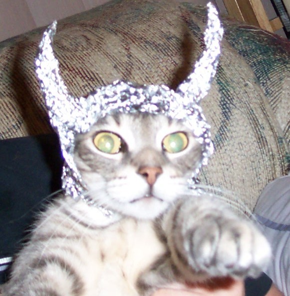 tin_foil_cat.jpg