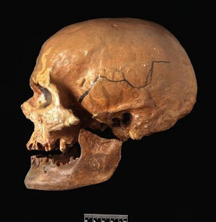 Cro-Magnon1Skull.jpg