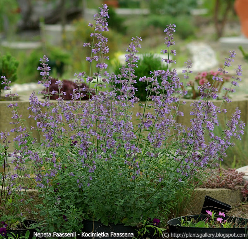 IMGP7325%20Nepeta%20Faassenii%20-%20Kocimi%C4%99tka%20Faassena.JPG