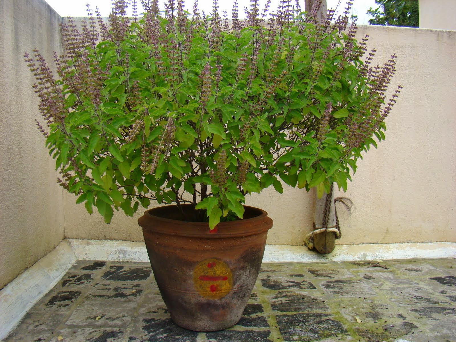 TULSI-AYURVEDA-UNANI-BIO-ELABORABIO-BIOVEGETALIS.JPG