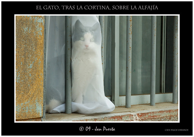 gato+ventana.jpg