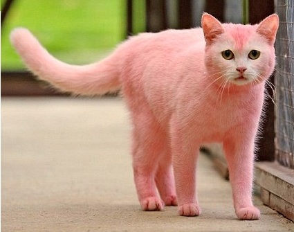 pink20cat.jpg