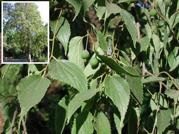 Celtis_australis.jpg