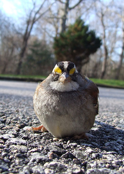 428px-Sparrow%2C_White_throated.jpg