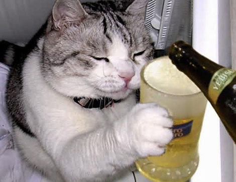 beer-cat-15.jpg