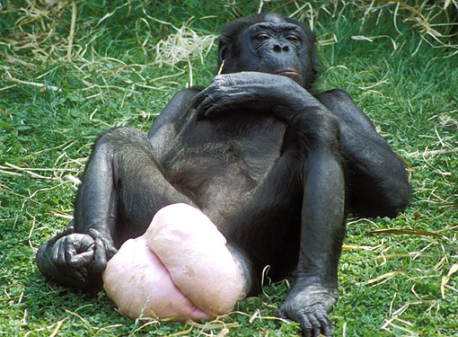 bonobo_full_estrus.JPG