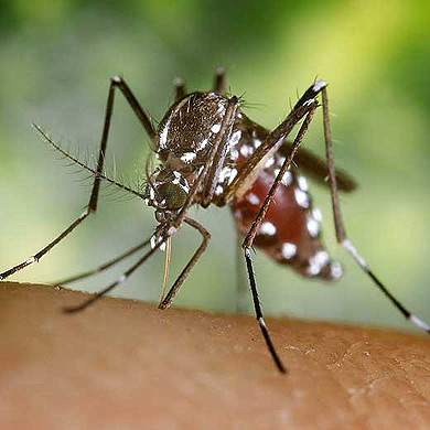 mosquito-tigre.jpg