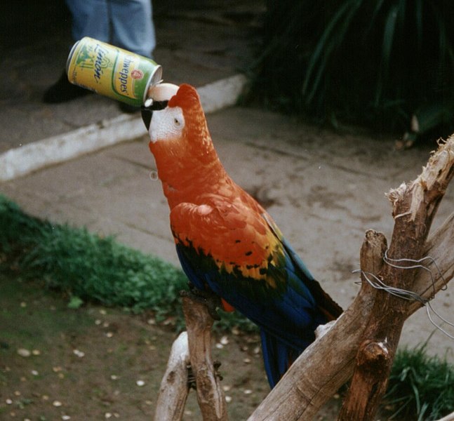 647px-Loro_bebiendo_refresco.jpg