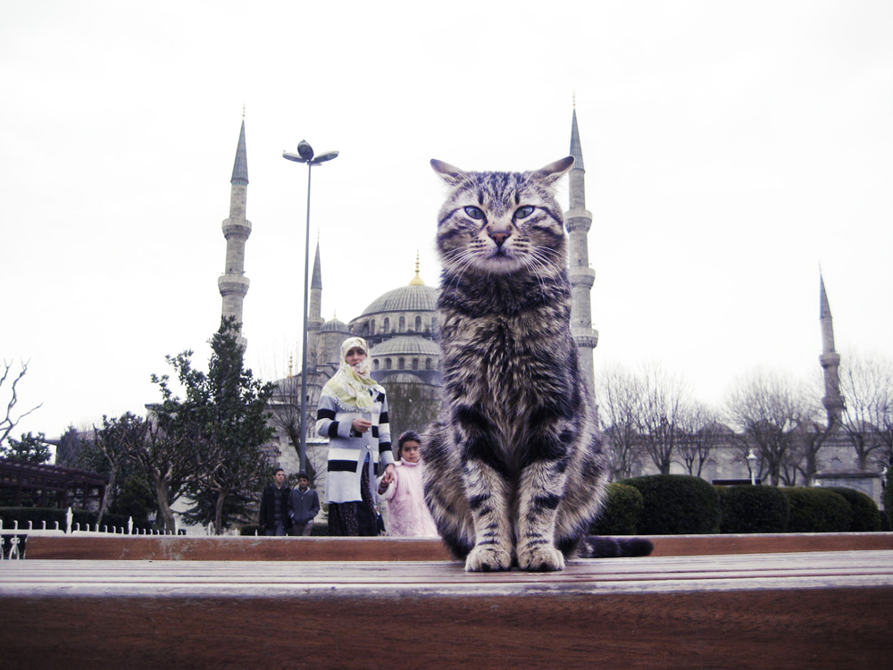 gato+frente+a+mezquita.jpg