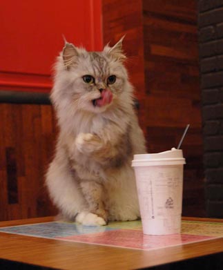 cat-cafe-seoul-1.jpg