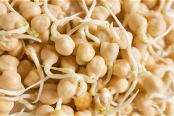 garbanzos-germinados1.jpg