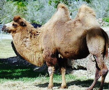 camels2.jpg