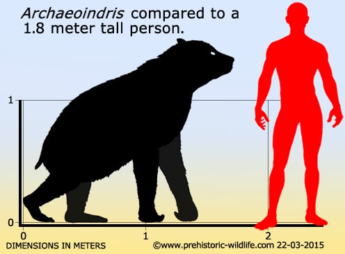 archaeoindris-size.jpg