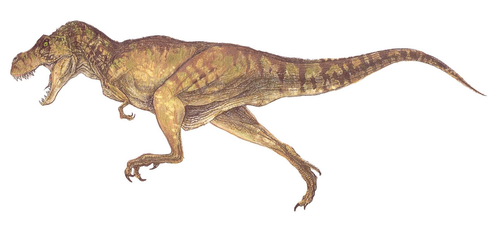 T-rex_female.jpg