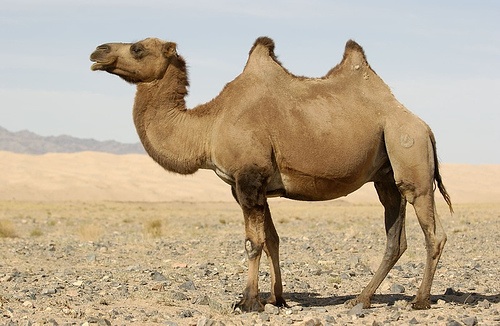 camel%25281%2529.jpg