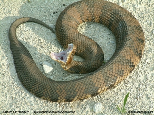 eastern_cottonmouth_snake-1.jpg