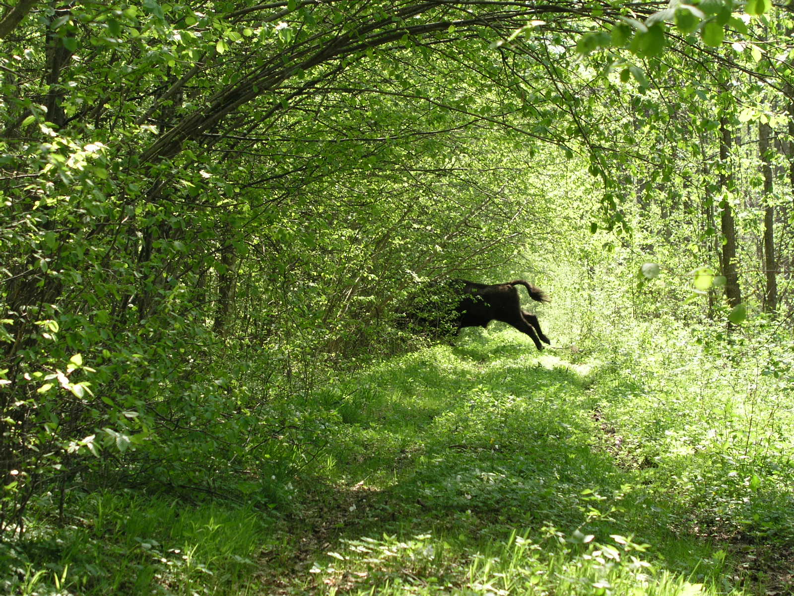 Bison_live_in_Bialowieza_forest_2.jpg