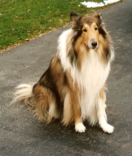 collie1.jpg