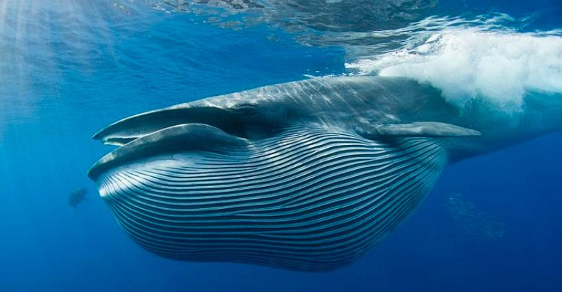 predadores-de-las-ballenas-azules.jpg