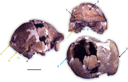 250px-Homo_cepranensis.png