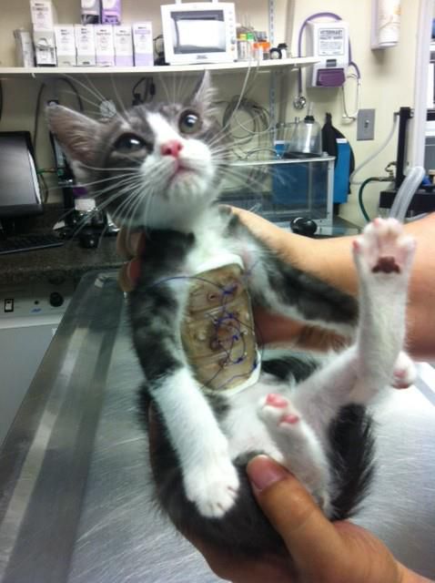 superkitten-saved-by-vets-1.jpg