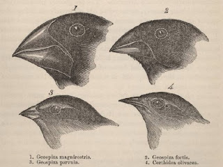 charles-darwins-finches.jpg