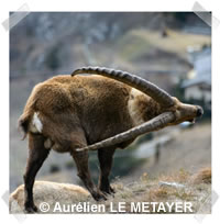 ibex-male.jpg