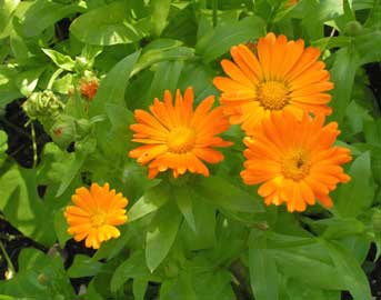 calendula-officinalis.jpg