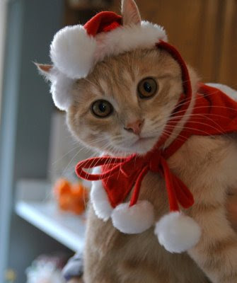 Crismast-cat2.jpg