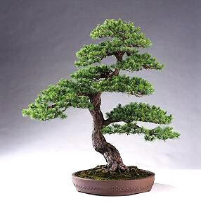 BONSAI+PEQUE%C3%91O.jpg