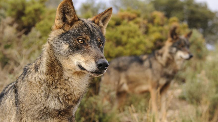 lobo-iberico-espana_EDIIMA20140912_0681_4.jpg