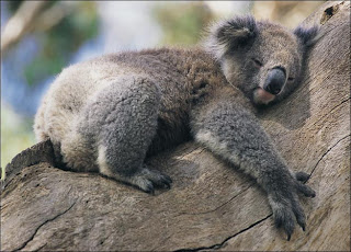 koala_dormido.jpg