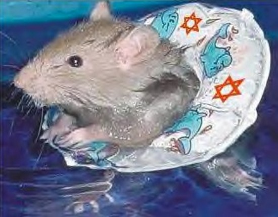 Jewish-rat.jpg