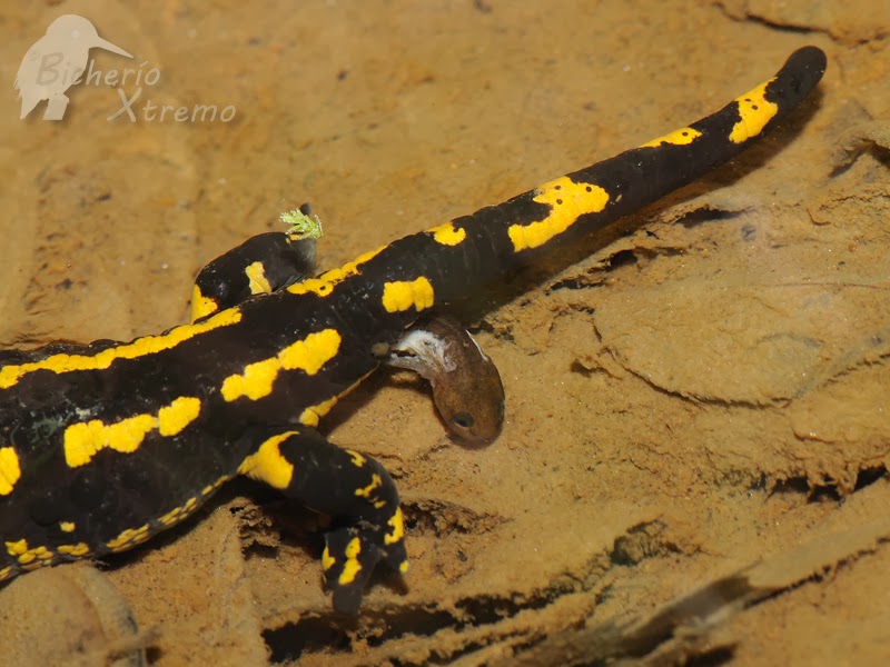 Salamandra12.jpg