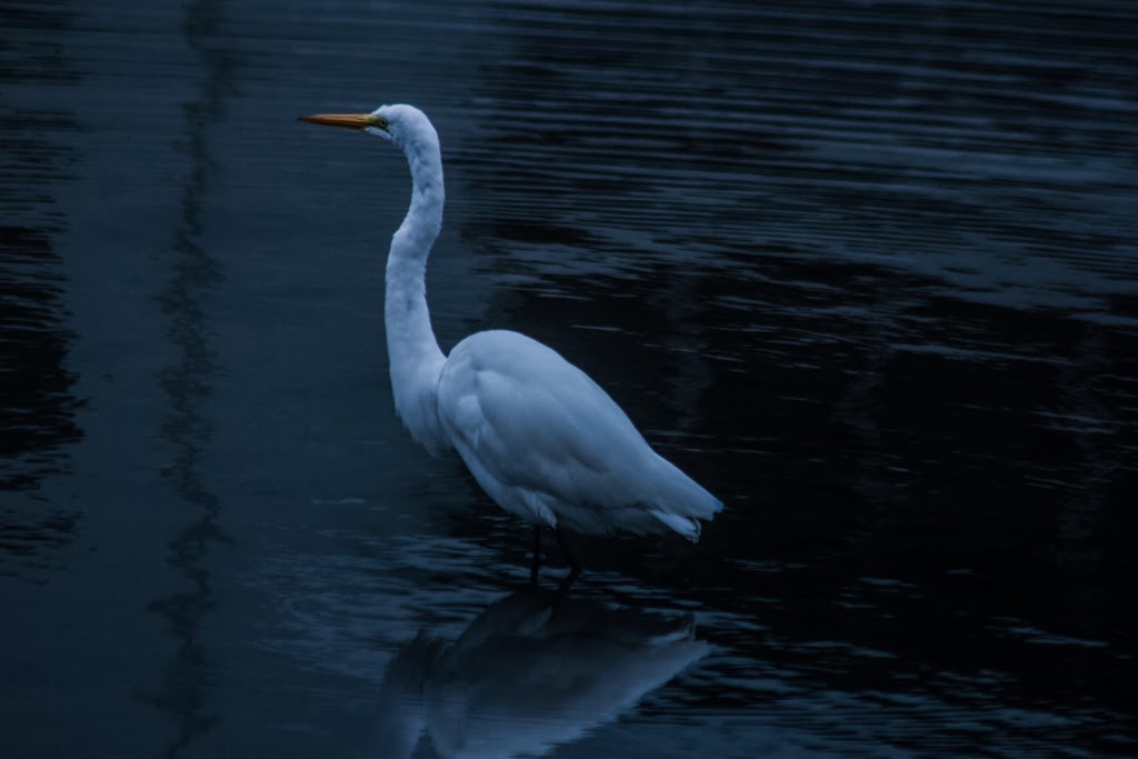 December+01+Sunrise+Egret+upright.jpg